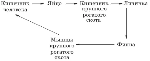 6 Г 7 Б 8 А 9 Б В Г Тип Круглые черви или Нематоды 1 2 3 4 5 7 - фото 46