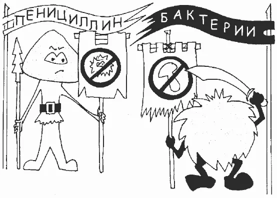 Пенициллины обладают бактерицидным свойством т е губительно воздействуют на - фото 2