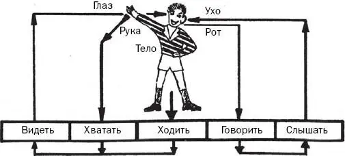 На схеме показано как функционирует такой контрольный цикл Ребенок - фото 5