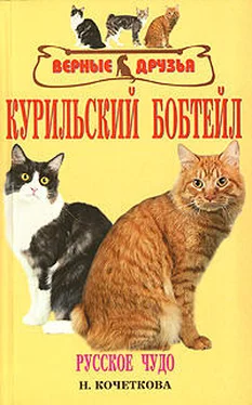 Н. Кочеткова Курильский бобтейл обложка книги