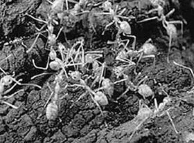 Термиты Казалось бы эти слепые мягкотелые и невзрачные насекомые не - фото 119