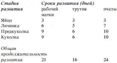 Для нормального развития всех особей пчелиной семьи в гнезде должны быть - фото 1