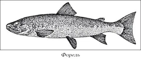 КОРМЛЕНИЕ РЫБЫ Используемые корма Карп всеядная рыба он питается - фото 17