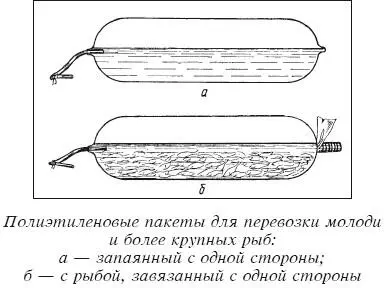 Перевозка сеголетков и годовиков и пропуск их через профилактические ванны без - фото 31