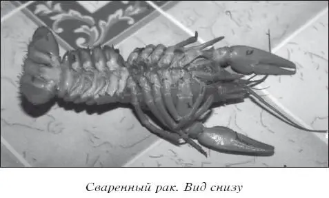 РАКООБРАЗНЫЕ Подкласс I Мечехвосты Xiphosuridae Мечехвостами называются - фото 36