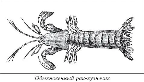 Биологический круговоро - фото 37