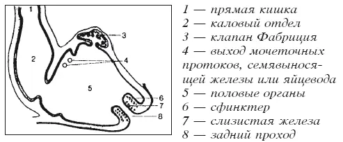 Продольный разрез клоаки и прямой кишки По мочеточнику моча попадает в клоаку - фото 5