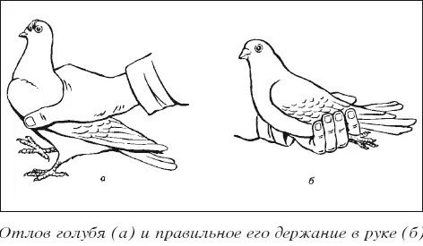 Мясные голуби и домашнее голубеводство - фото 19