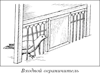 Мясные голуби и домашнее голубеводство - фото 21