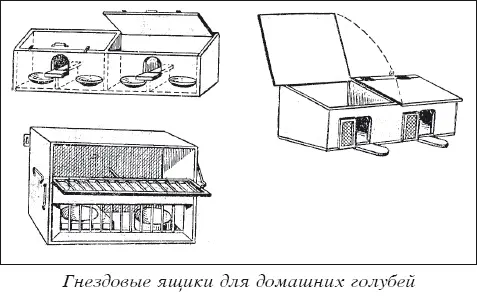 Мясные голуби и домашнее голубеводство - фото 26