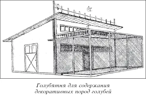 Мясные голуби и домашнее голубеводство - фото 28