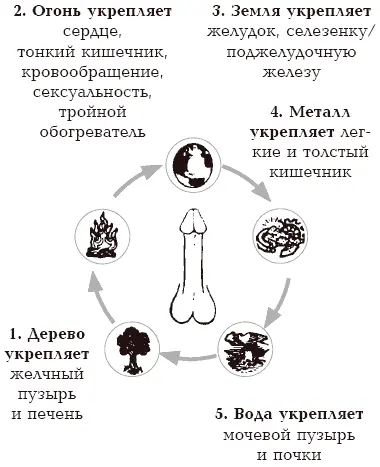 Наши ментальные способности опираются на внутренние органы в теле В - фото 5