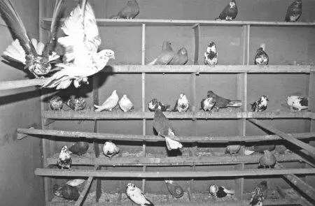 СЕРПАСТЫЕ ВЫВОРОТНЫЕ на гнездах из питомника Гойкалова В Н Голубятня - фото 32