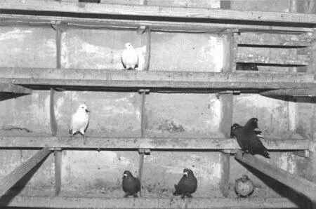 Гнездовая голубятни Гойкалова Э В ст Ленинградская Краснодарского края - фото 33