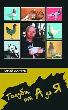 Юрий Харчук Голуби от А до Я обложка книги