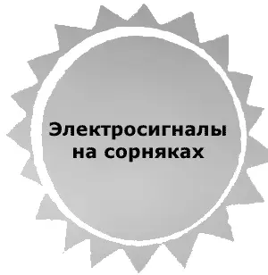 ЭЛЕКТРОСИГНАЛЫ НА СОРНЯКАХ 1 Шурка знать ничего не хотел он шел на - фото 4