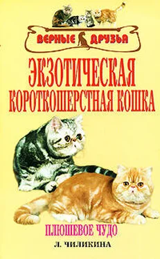 Л. Чиликина Экзотическая короткошерстная кошка обложка книги