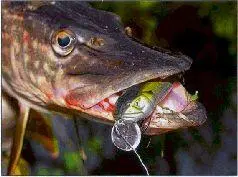 Японская версия воблера Salmo Bullhead Эта копия работает лучше оригинала - фото 18