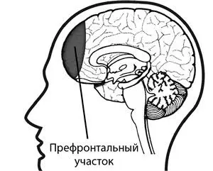 Префронтальный участок коры головного мозга находится за лобной костью - фото 3