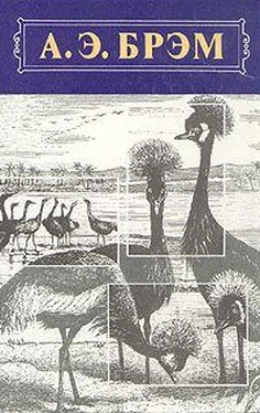 Альфред Брэм Жизнь животных, Том II, Птицы обложка книги