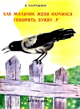 Евгений Чарушин Как мальчик Женя научился говорить букву «р». Рассказы обложка книги