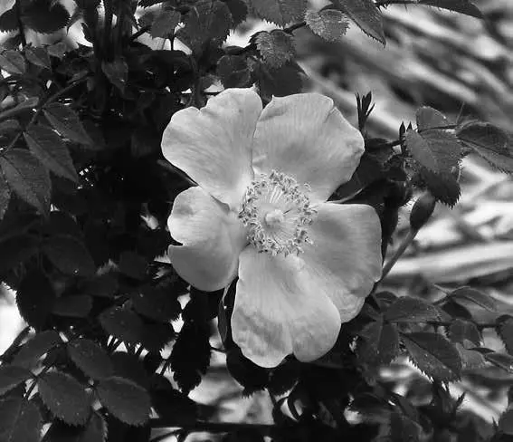 Rosa Sweginzowii Macrocarpa В одних источниках говорится что махровая - фото 28