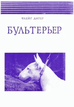 Дитер Флейг Бультерьер обложка книги