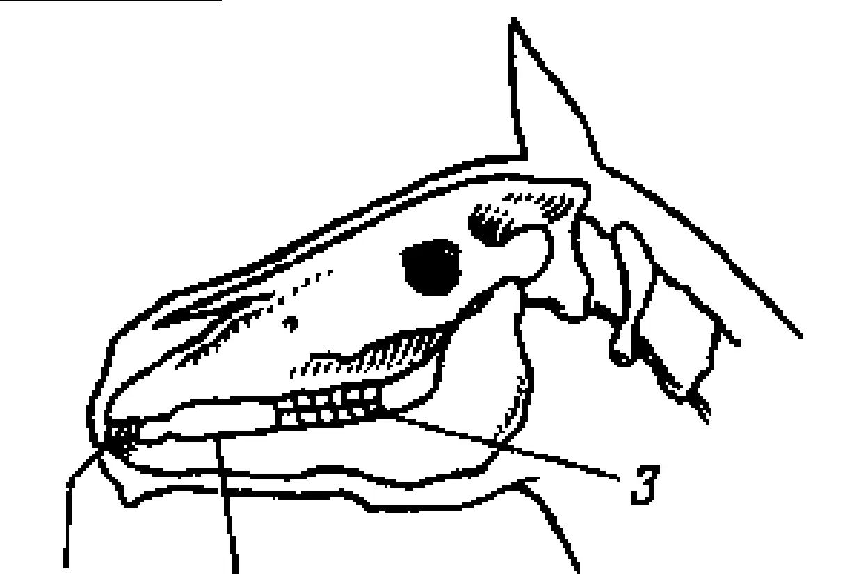 Рис 2 Голова лошади1 передние зубы зацепы резцы 2 беззубый край - фото 2