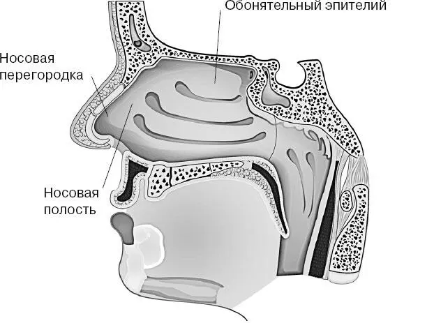 Обонятельный анализатор состоит из периферического отдела обонятельных - фото 143