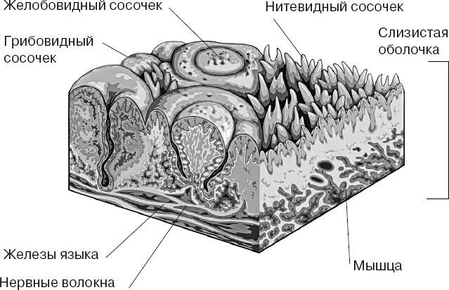 Вкусовые рецепторы специфичны каждый рецептор воспринимает какоето одно - фото 144
