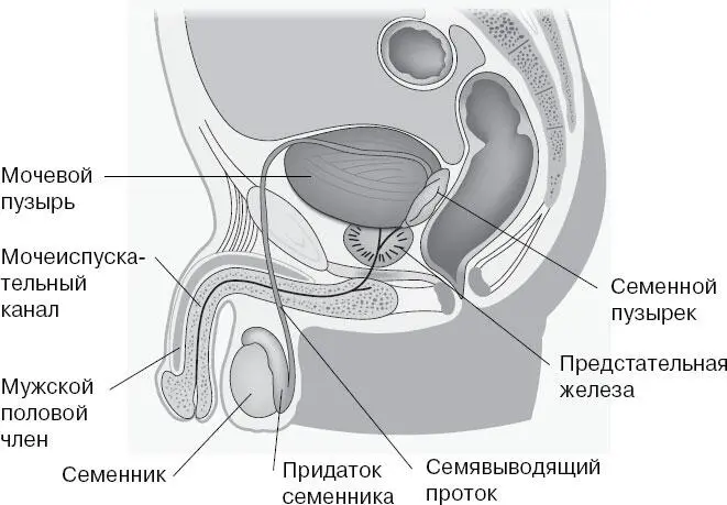 Обратите вниманиеЯички относятся к внутренним половым органам А вот мошонка - фото 147