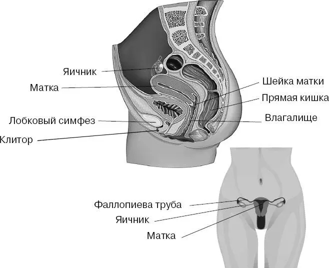 К моменту наступления половой зрелости в каждом яичнике имеется несколько тысяч - фото 149