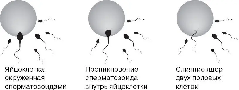 Спустя примерно сутки после оплодотворения зигота начинает дробиться вспомните - фото 150