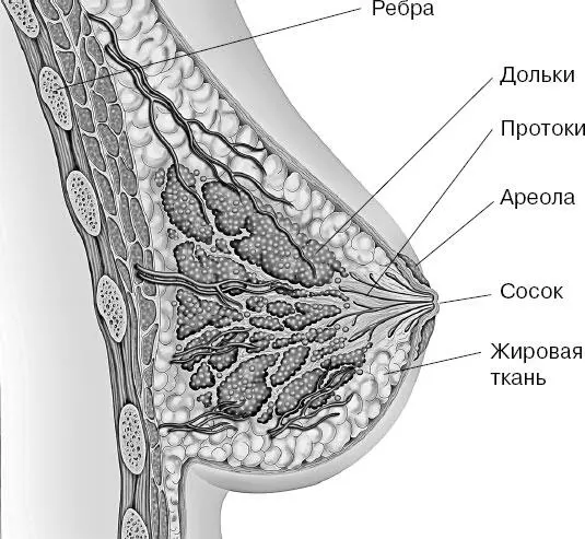 На поверхности молочной железы имеется небольшой выступ грудной сосок У - фото 153