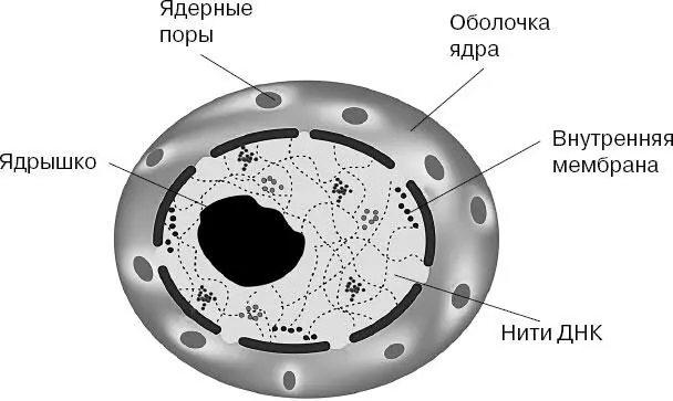 Кроме хромосом в клеточном ядре содержатся так называемые ядрышки - фото 2