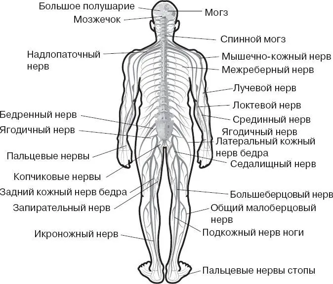 Эндокринная система состоит из желез внутренней секреции к которым относятся - фото 31