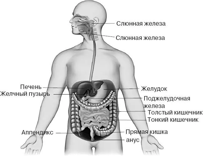 Дыхательная система участвует в обеспечении организма кислородом и в выведении - фото 33