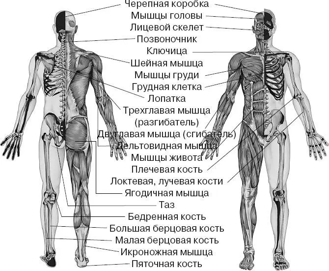 Покровная система состоит из кожи слизистых оболочек и дополнительных структур - фото 37