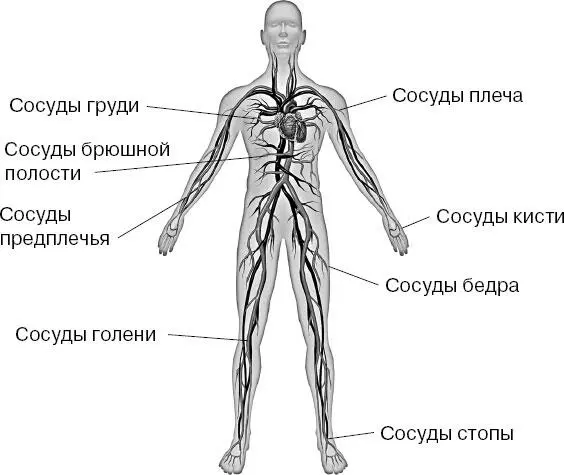 Лимфатическая система тесно связана с кровеносной являясь ее дополнением - фото 38