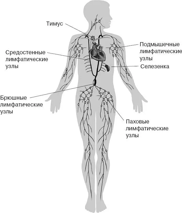 Иммунная система сохраняет постоянство внутренней среды организма обеспечивая - фото 39