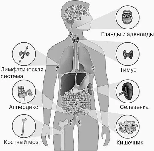 Половая репродуктивная система обеспечивает воспроизведение новых поколений - фото 40