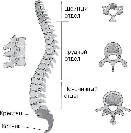 Есть и вторая причина Посмотрите на крестец крупную кость треугольной формы - фото 42
