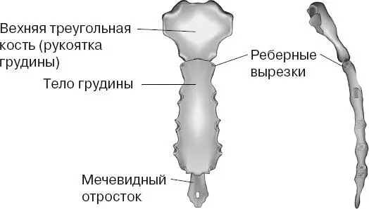 Так что самым правильным ответом на вопрос о том сколько костей у человека - фото 43
