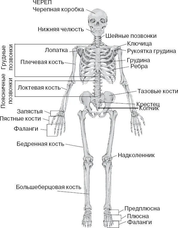 Давайте поподробнее ознакомимся с функциями скелета которые делятся на две - фото 44
