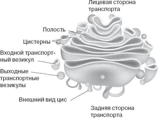Кроме этого в аппарате Гольджи синтезируются лизосомы имеющие мембрану - фото 5