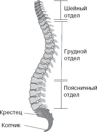 Между позвонками разных отделов позвоночного столба есть и различия Шейные - фото 55