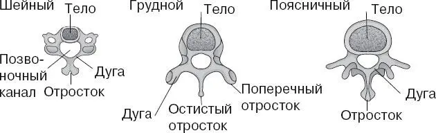 Грудные позвонки значительно крупнее шейных причем высота их тел поперечные - фото 56