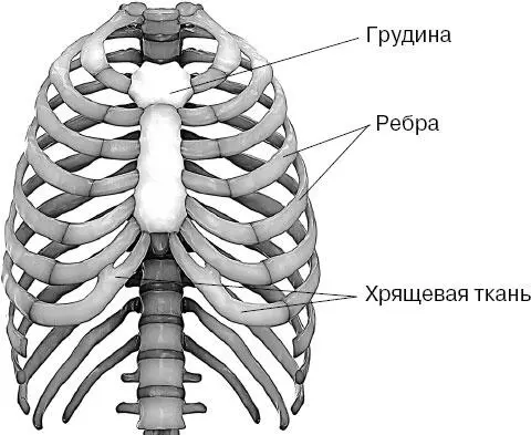 Грудина это непарная длинная плоская губчатая кость состоящая из трех - фото 57