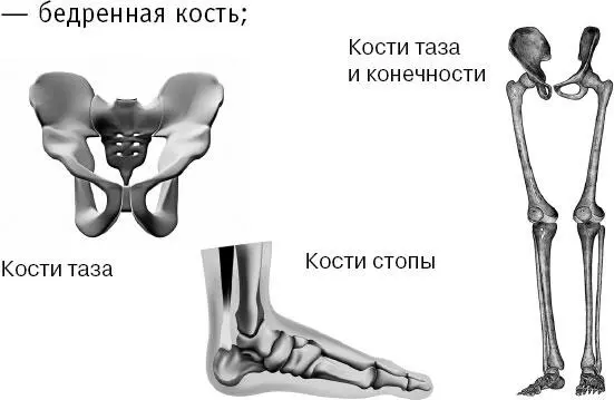 бедренная кость кости голени большеберцовая и малоберцовая а также - фото 59