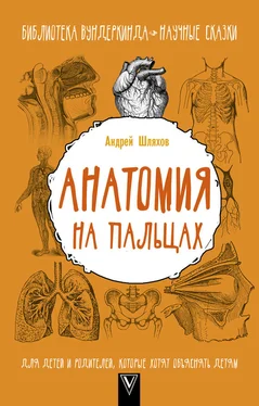 Андрей Шляхов Анатомия на пальцах. Для детей и родителей, которые хотят объяснять детям обложка книги